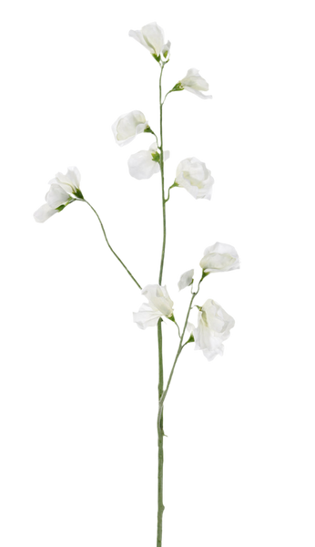 Lathyrus | Pois de senteur 64cm White