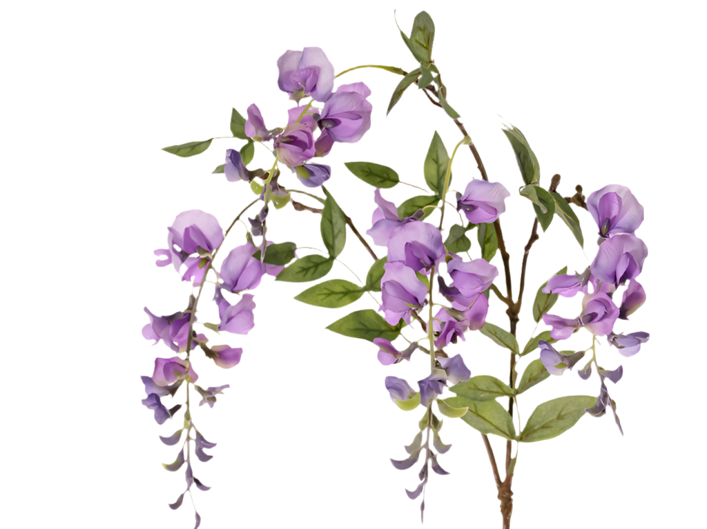 Wisteria | Glycine 80cm Lavender