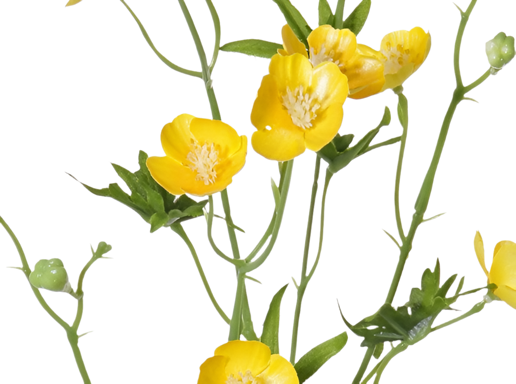 Buttercup | Bouton d'or 70cm Yellow