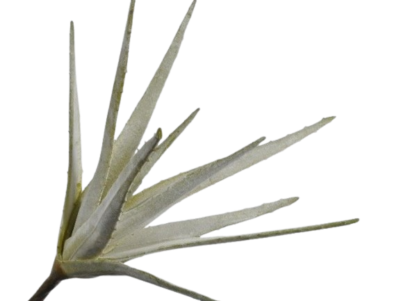 Succulent Aloe Vera 66cm Green
