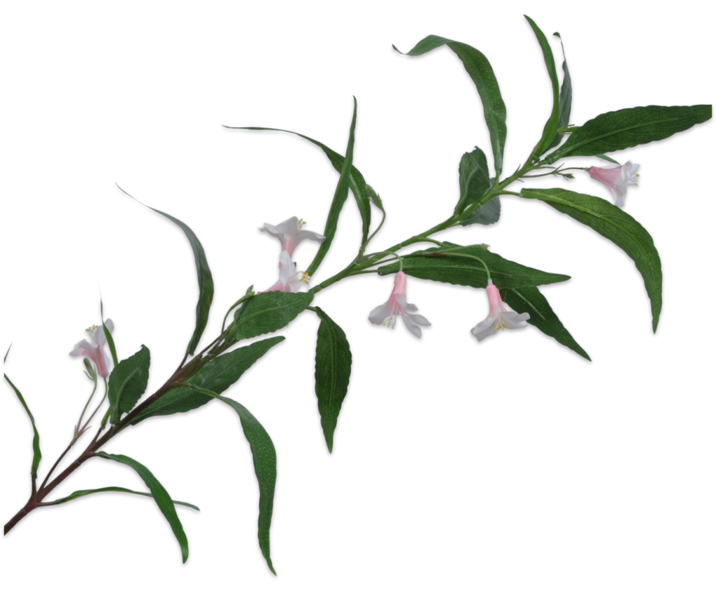 Ruellia 74cm Pink Cream