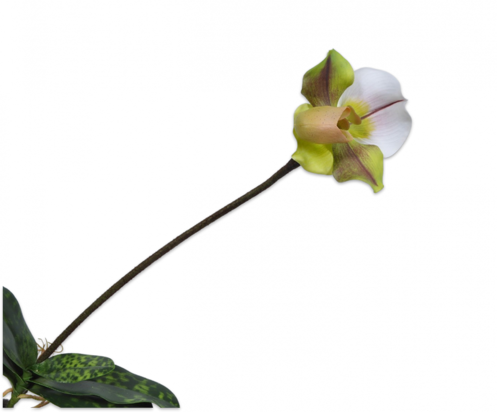 Lady's Slipper Orchid | Sabot de Vénus 56cm White Green