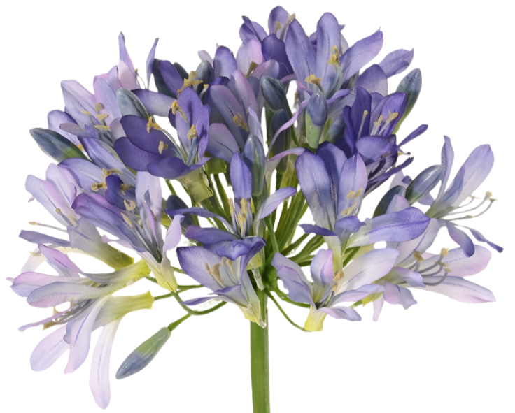 Agapanthus 88cm Blue