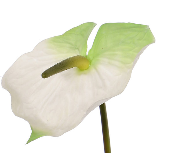 Anthurium 70cm White Green