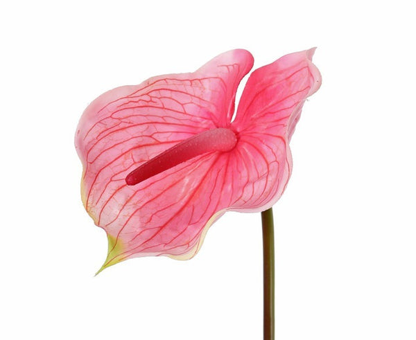 Anthurium 70cm Pink