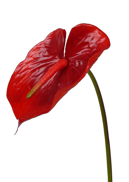 Anthurium 70cm Red