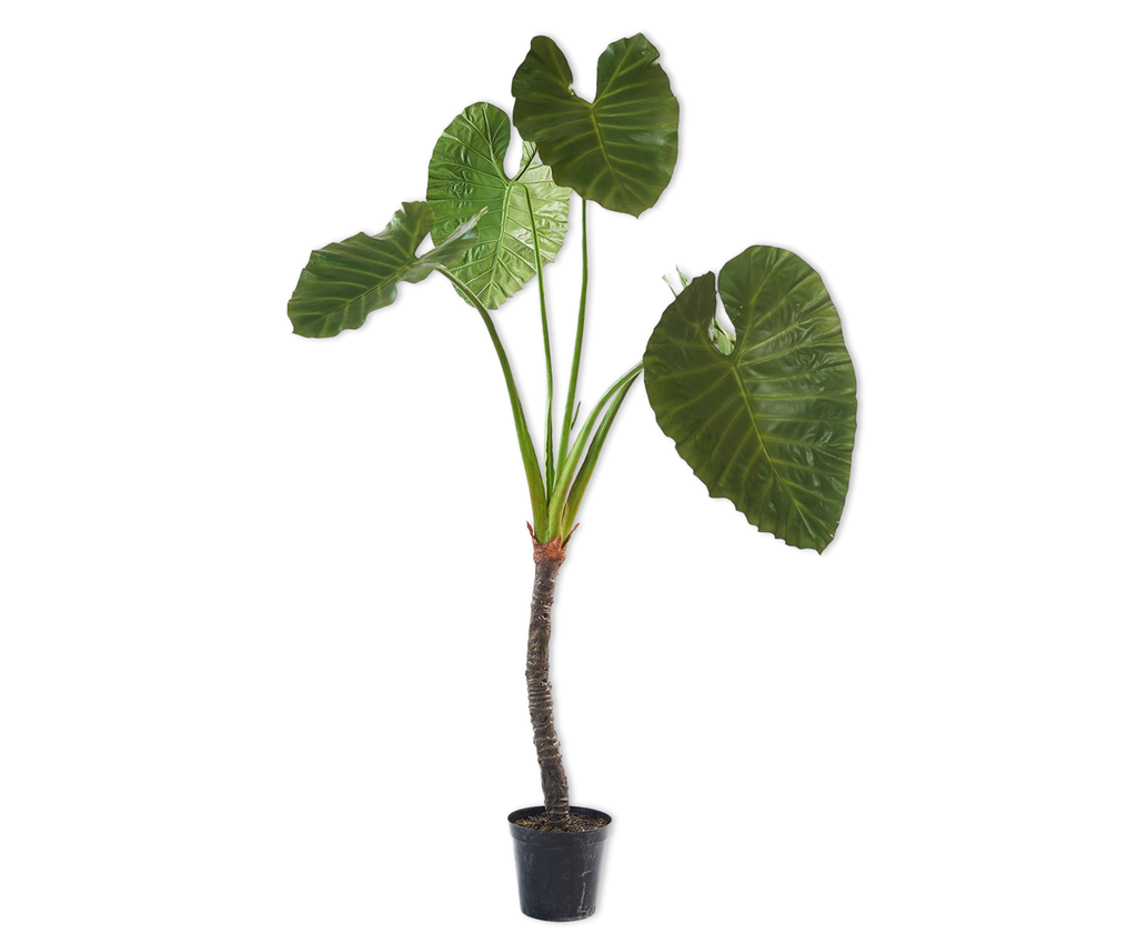 Alocasia 220cm