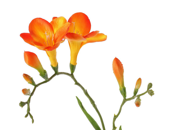 Freesia 65cm Orange