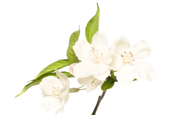 Pear blossom | Fleurs de Poirier 115cm Cream Pink