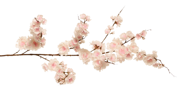 Cherry Blossom | Fleurs de Cerisier 127cm Pink