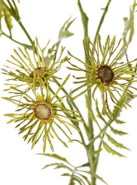 Daisy | Marguerite 70cm Green