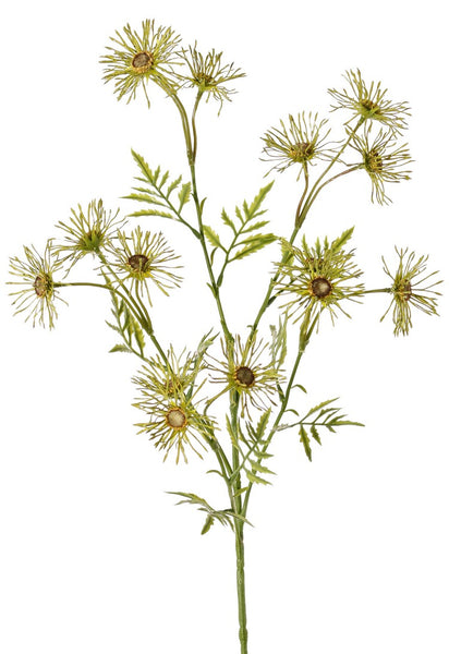 Daisy | Marguerite 70cm Green