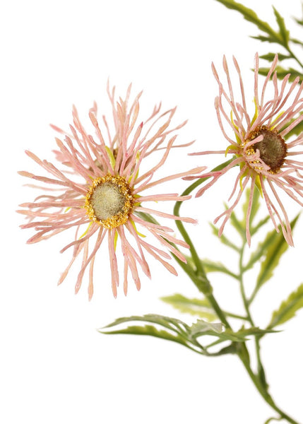 Daisy | Marguerite 70cm Pink