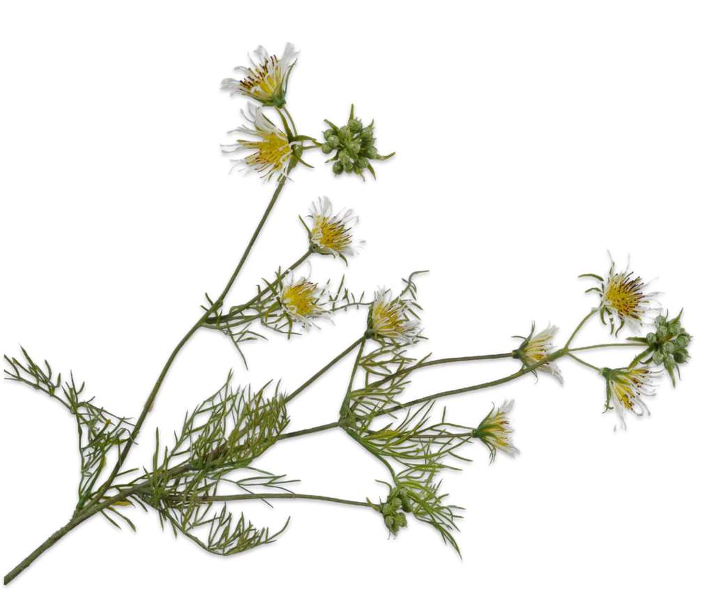 Clematis 61cm Yellow White