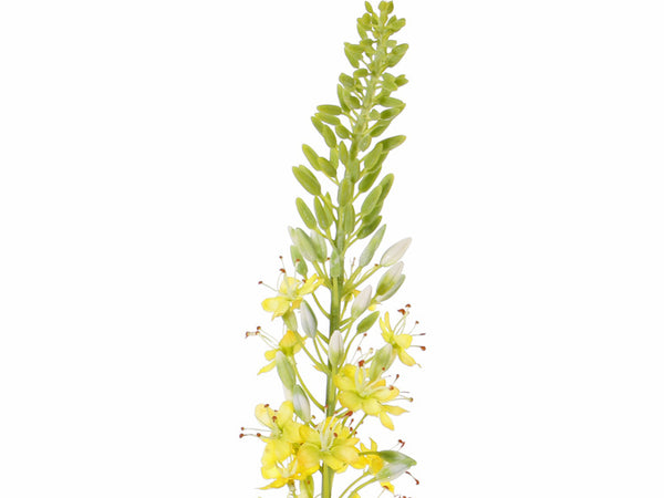 Eremurus 106cm Yellow