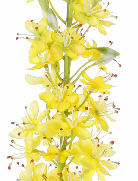 Eremurus 106cm Yellow