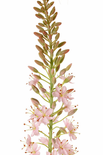 Eremurus 106cm Pink