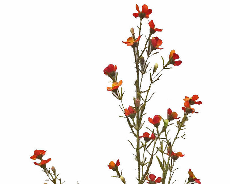 Waxflower | Fleur de cire 78cm Brown Orange