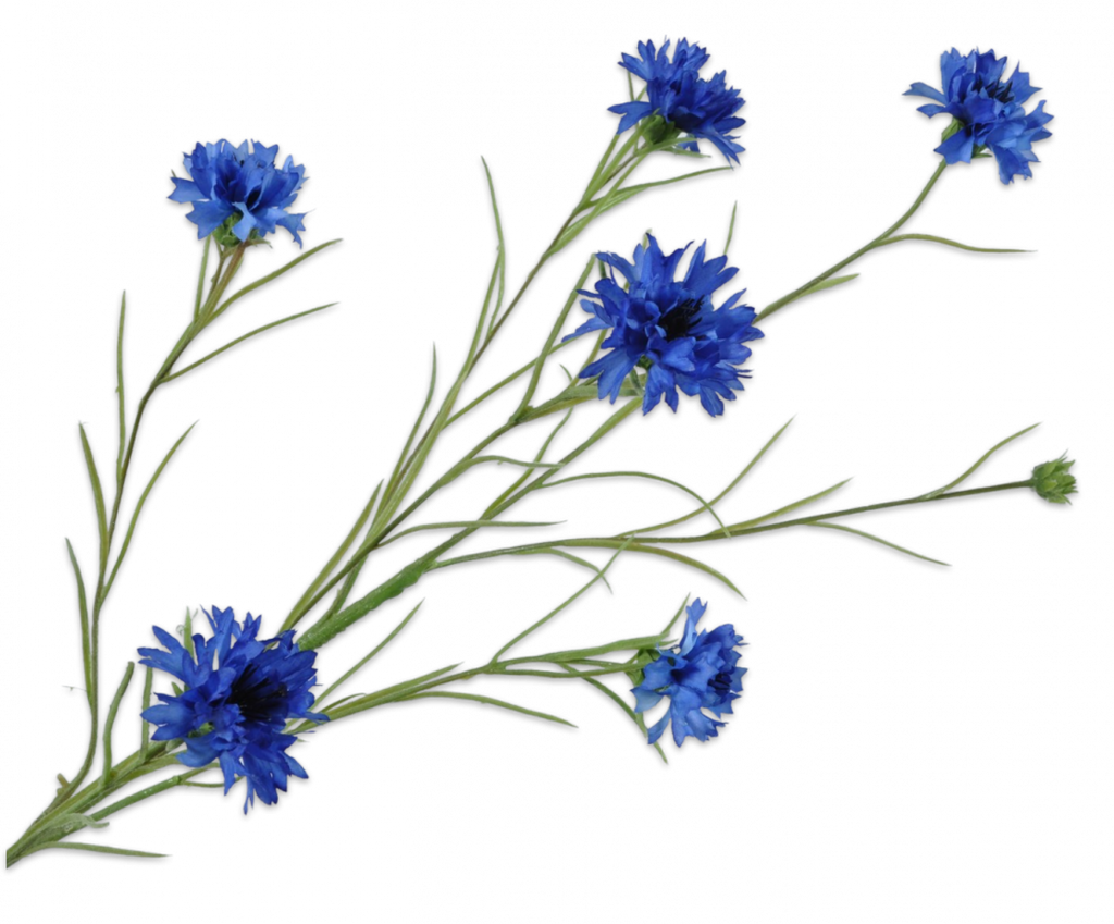 Cornflower | Bleuet 92cm Blue