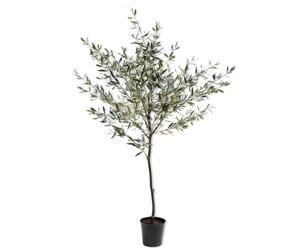 Olive | Olivier 226cm
