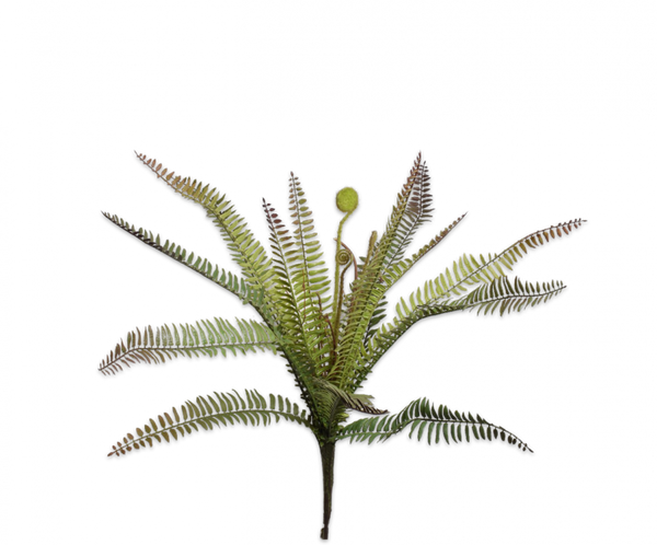 Fern | Fougère 57cm Green