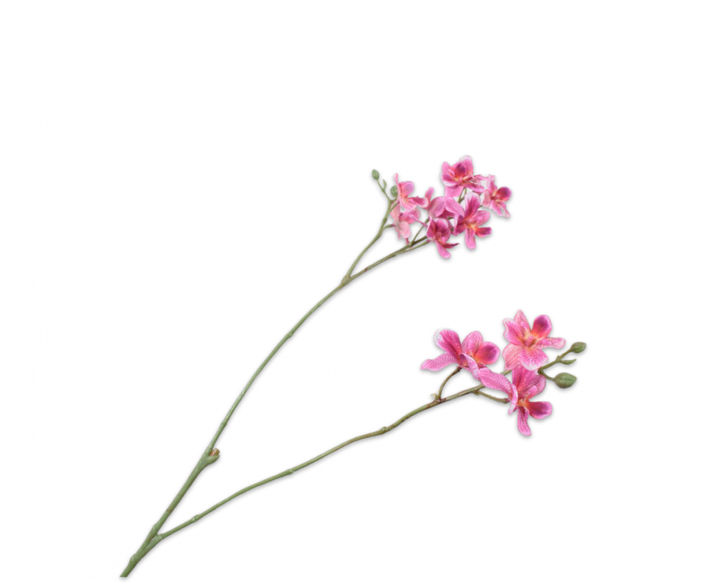 Orchid | Orchidée 64cm Pink Beauty