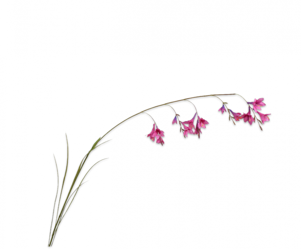Dierama 108cm Lavender Pink
