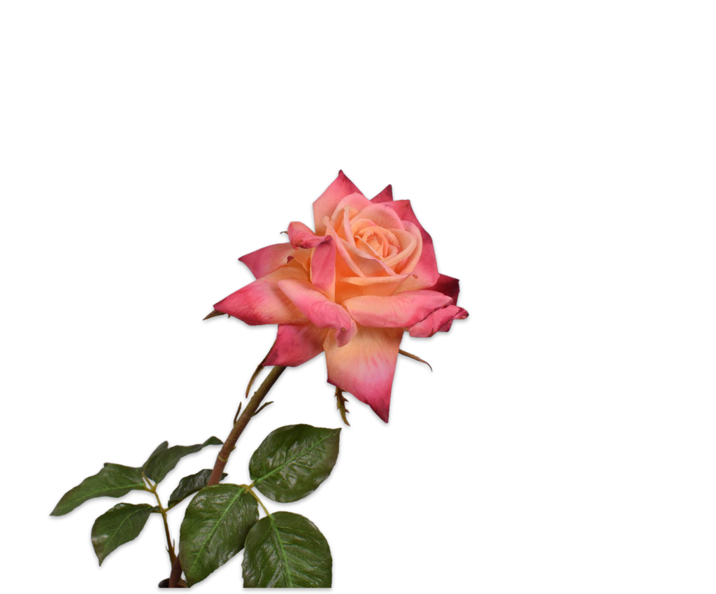 Rose 69cm RealTouch Salmon