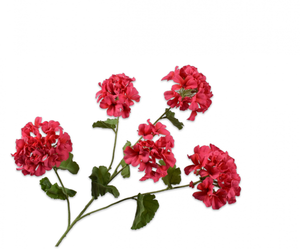 Geranium 94cm Beauty