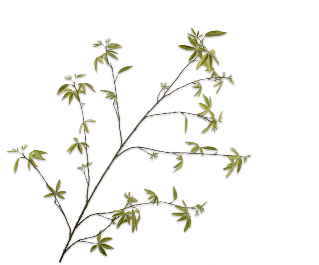 Maple | Érable 172cm Green