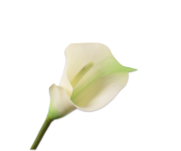 Calla Lily | Arum 77cm White Green