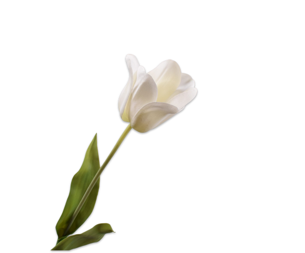 Tulip | Tulipe 71cm White