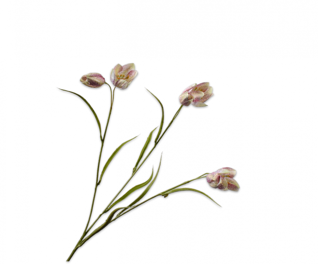Fritillaria 64cm Pink