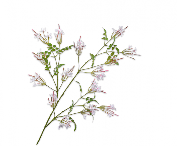 Jasmin | Jasmine 137cm White