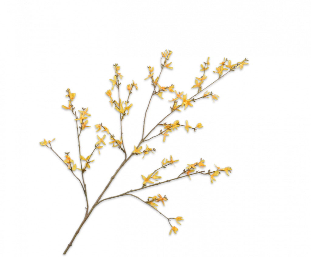 Forsythia 120cm Yellow