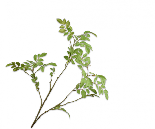 Greenery | Feuillage 76cm Green