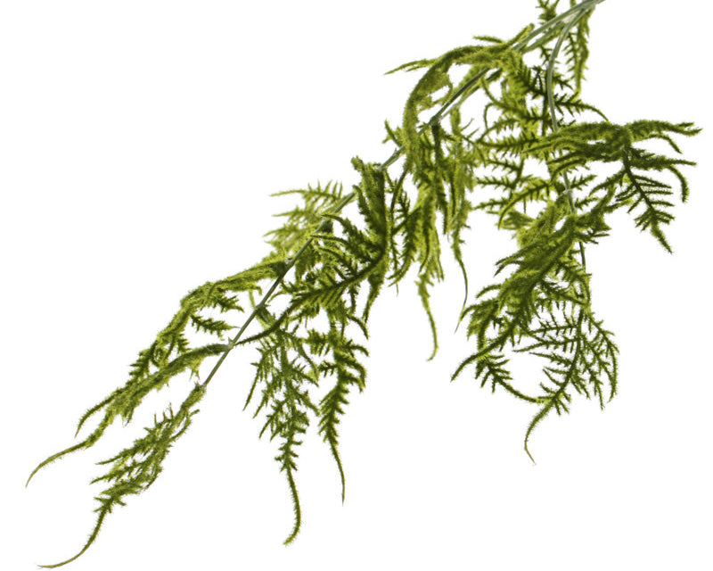 Asparagus | Asparagus 86cm Green