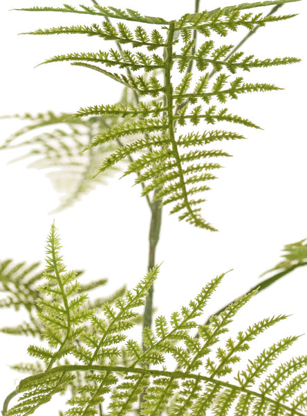 Asparagus | Asparagus 140cm Green