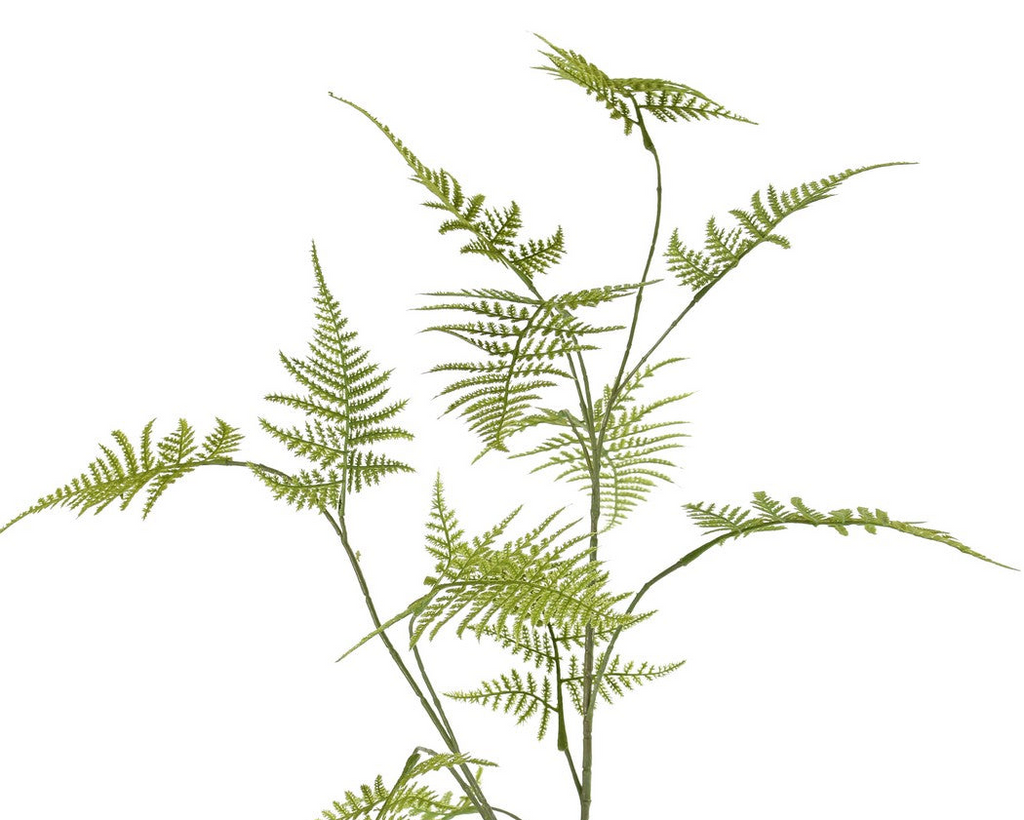 Asparagus | Asparagus 140cm Green
