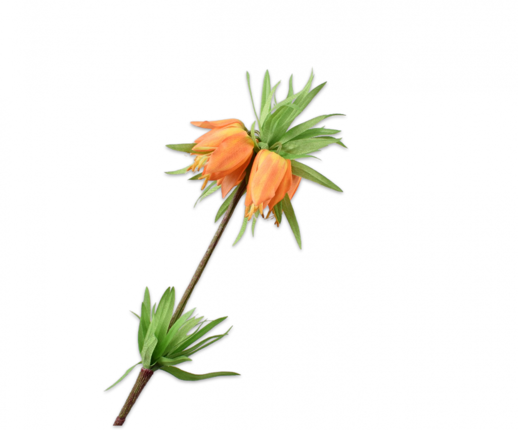 Fritillaria Imperialis 64cm Yellow Orange