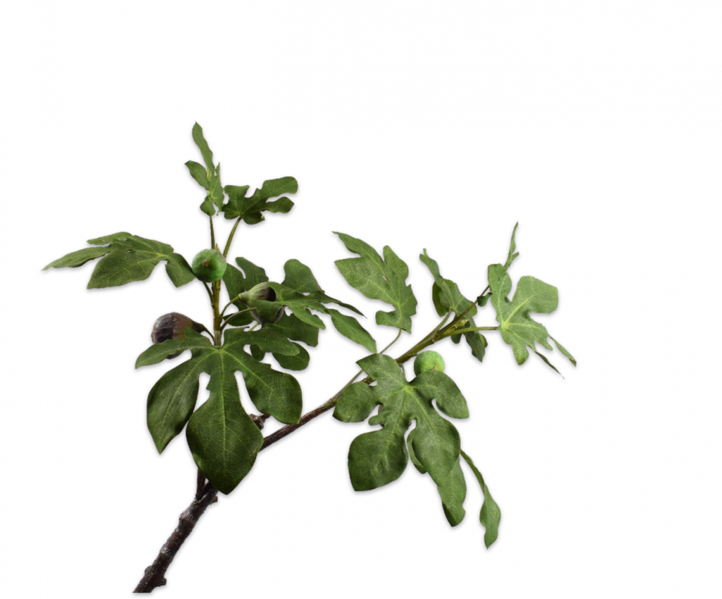 Fig | Figuier 91cm Green