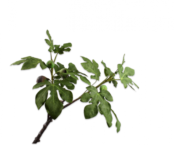Fig | Figuier 91cm Green
