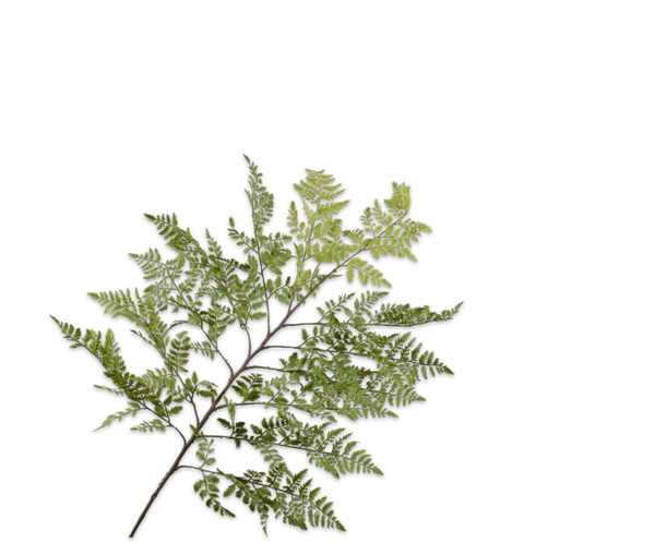 Fern | Fougère 119cm Green