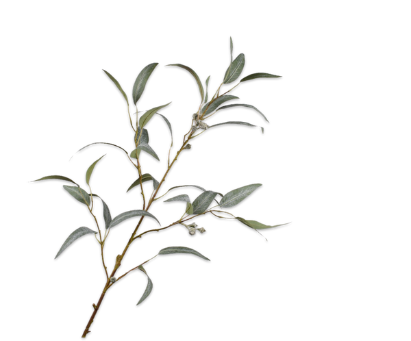Eucalyptus 99cm Green