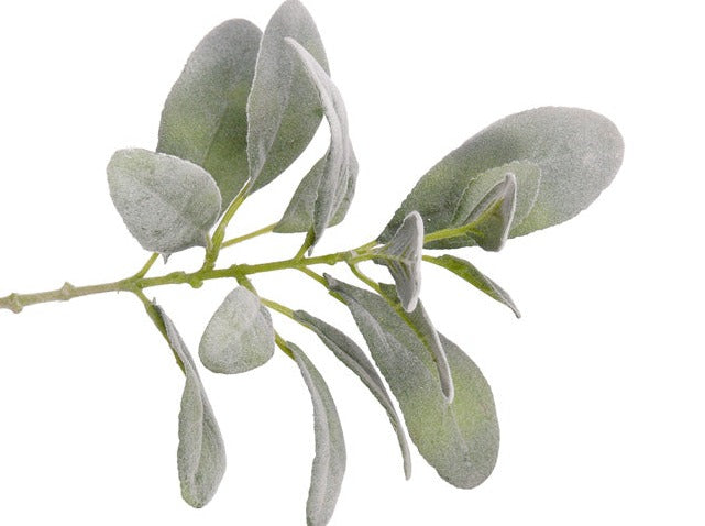 Lamb's Ear | Épiaire laineuse 38cm Green