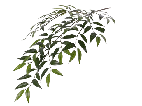 Smilax 75cm Green