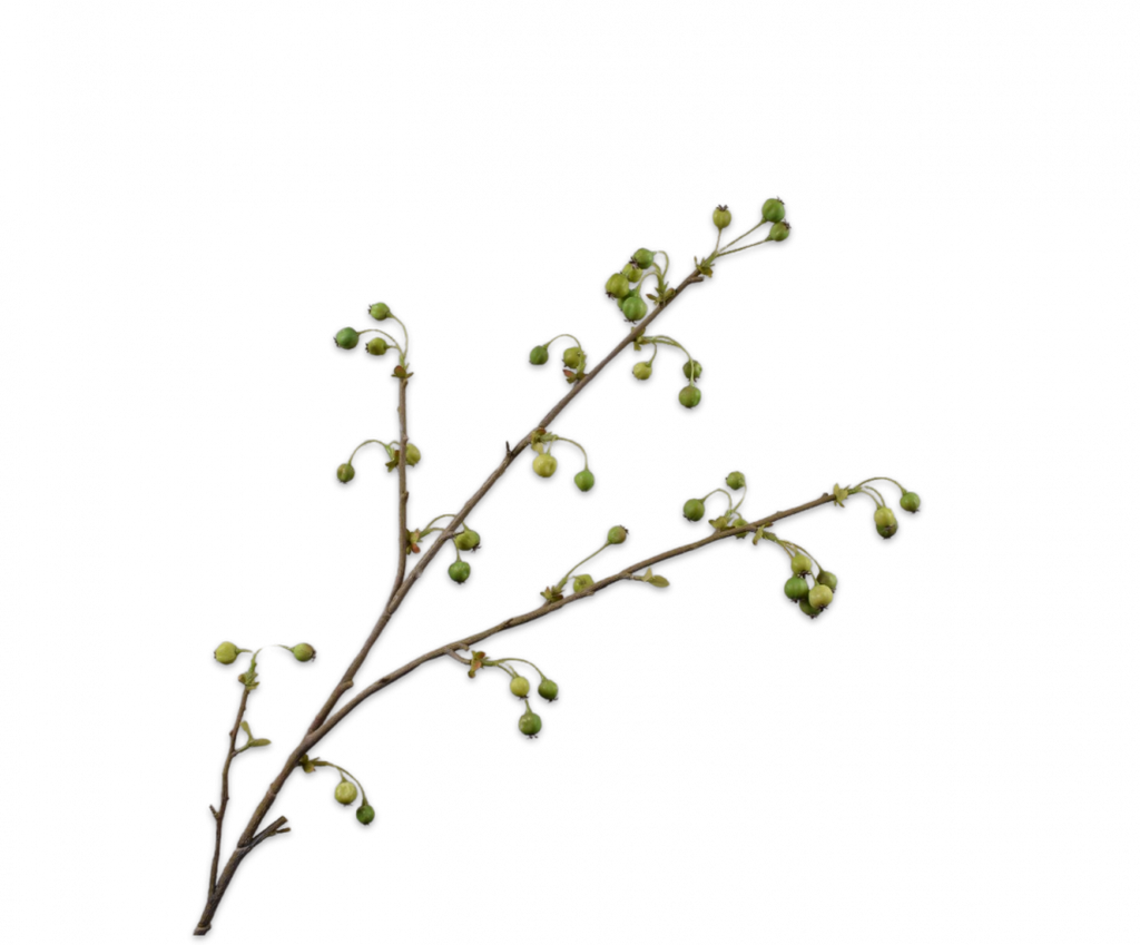Berries | Baies 111cm Green