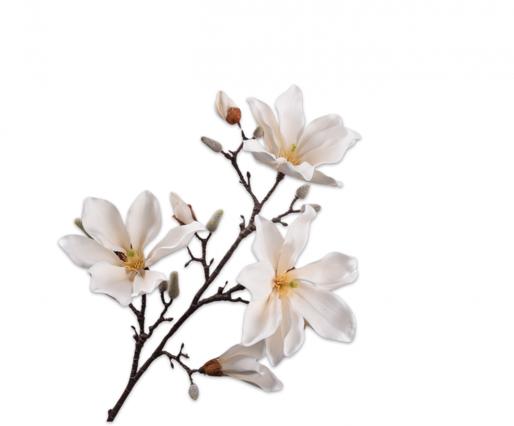 Magnolia 101cm Cream