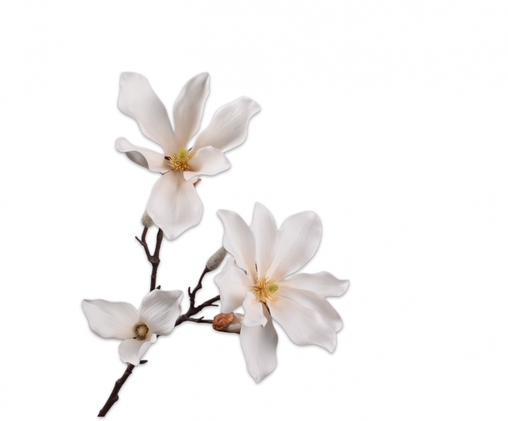 Magnolia 78cm Cream