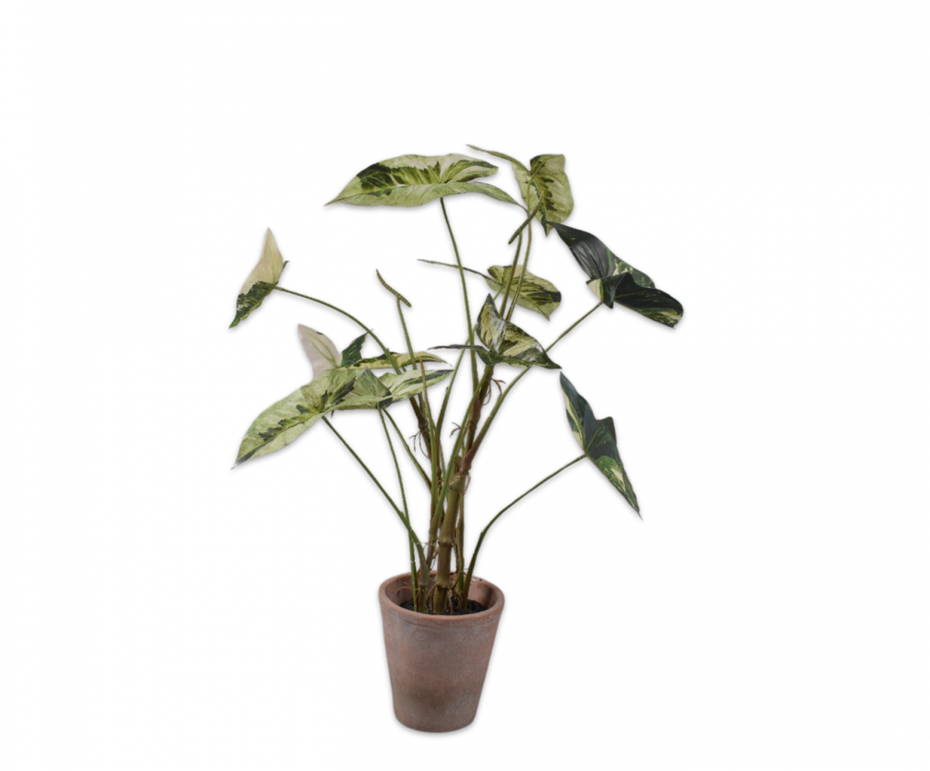 Caladium 80cm Green